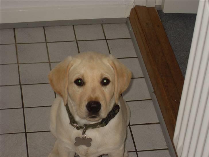 Labrador retriever Cato - Cato 10-11 uger  billede 10