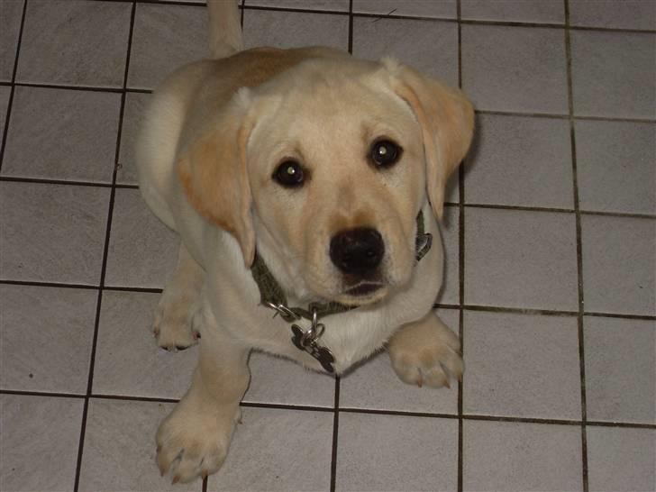 Labrador retriever Cato - Cato 10-11 uger  billede 11