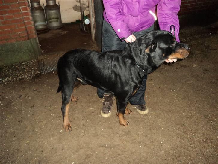 Rottweiler Cæsar - Cæsar´s far billede 20
