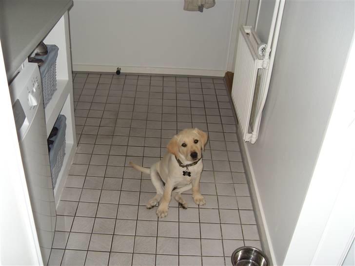 Labrador retriever Cato - Cato 10-11 uger  billede 12