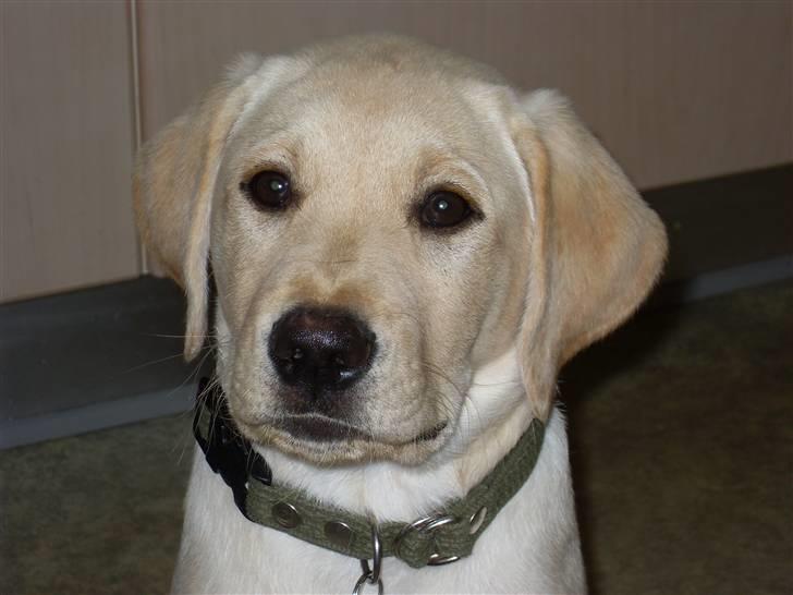 Labrador retriever Cato - Cato 16 uger gammel billede 13