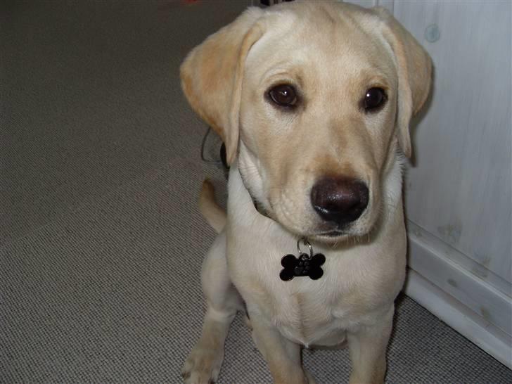 Labrador retriever Cato - Cato 16 uger gammel billede 14