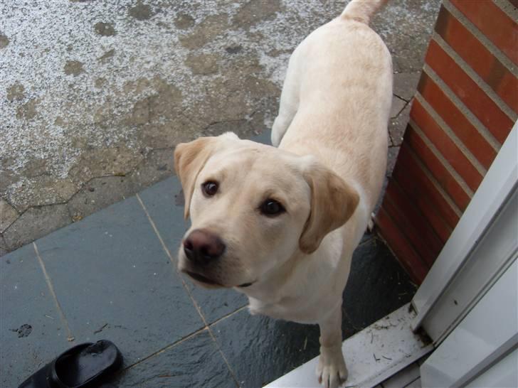 Labrador retriever Cato - Cato i sin første sne (6 måneder gammel) billede 15