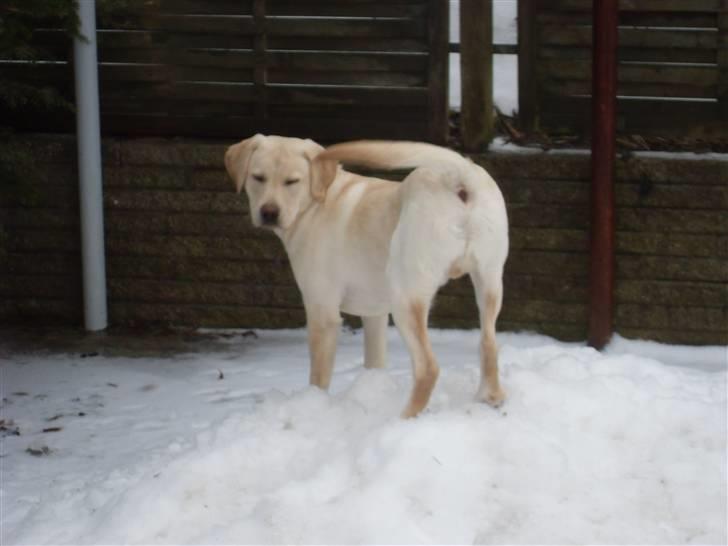 Labrador retriever Cato - Cato i sin første sne (6 måneder gammel) billede 16