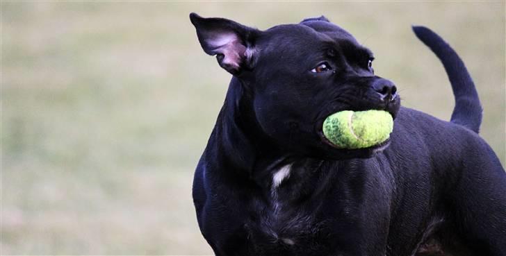 Staffordshire bull terrier Abby billede 10