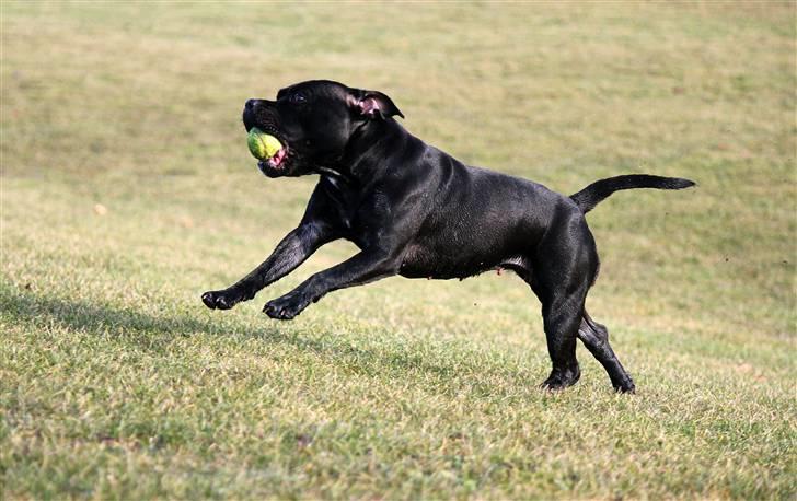 Staffordshire bull terrier Abby billede 12