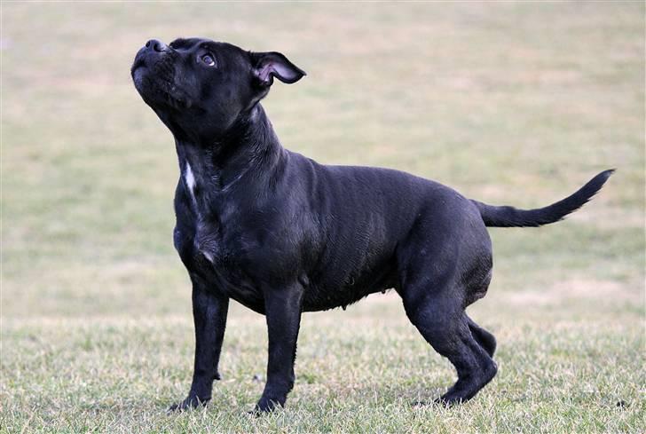 Staffordshire bull terrier Abby billede 13