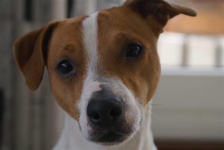 Dansk svensk gaardhund Rambo billede 1