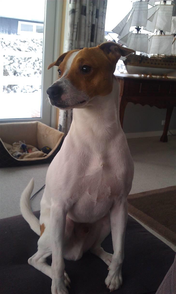 Dansk svensk gaardhund Rambo billede 2