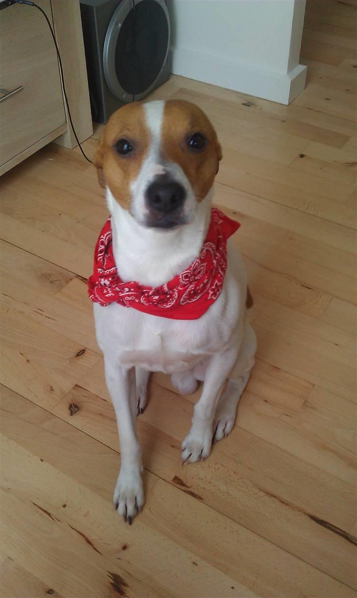 Dansk svensk gaardhund Rambo billede 3