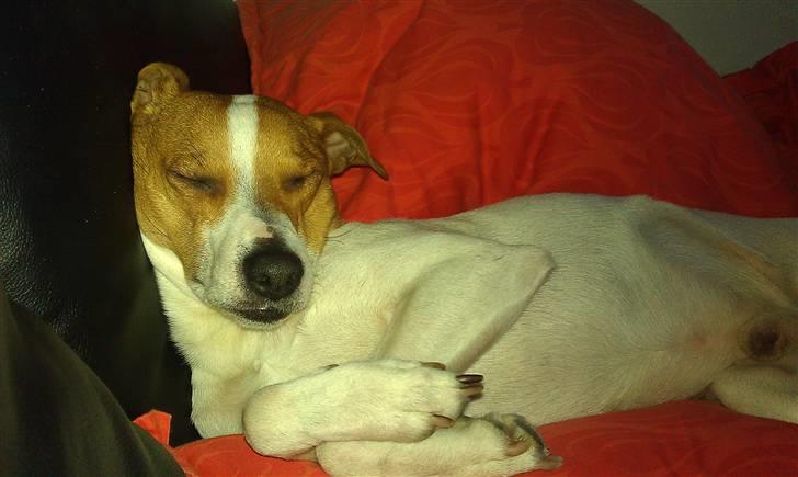 Dansk svensk gaardhund Rambo - Zzzzzz?? billede 4