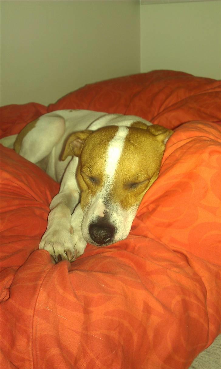 Dansk svensk gaardhund Rambo billede 5