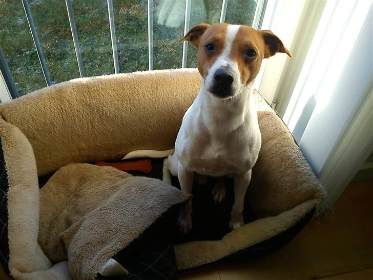 Dansk svensk gaardhund Rambo billede 7