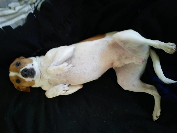 Dansk svensk gaardhund Rambo - Klø mig!  billede 8