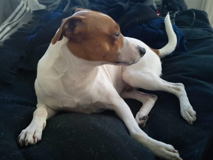 Dansk svensk gaardhund Rambo billede 10