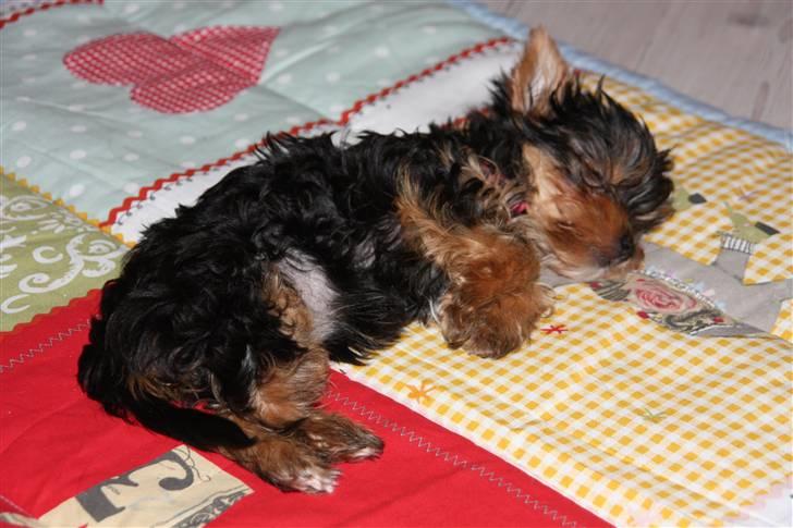 Yorkshire terrier Maggie - Så er lillepigen gået omkuld.... billede 9