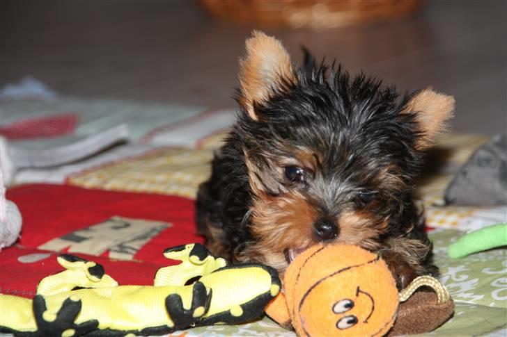 Yorkshire terrier Maggie - Endelig kom hun hjem til os den lille Maggie, SÅÅ dejligt! billede 13