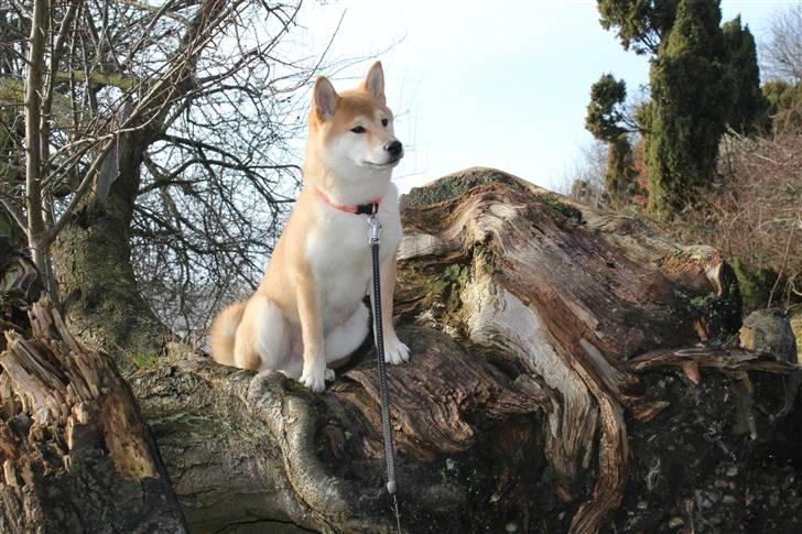 Shiba Simba (Alina's Beniaka) billede 14