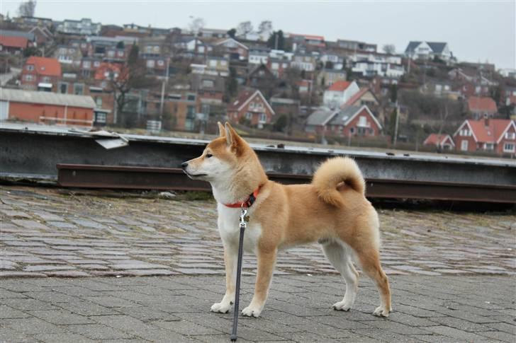 Shiba Simba (Alina's Beniaka) billede 13