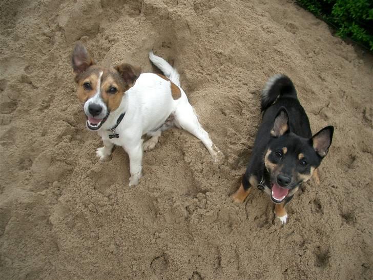 Jack russell terrier Milo billede 16