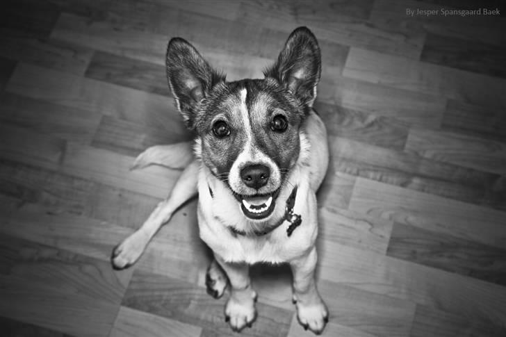 Jack russell terrier Milo billede 17