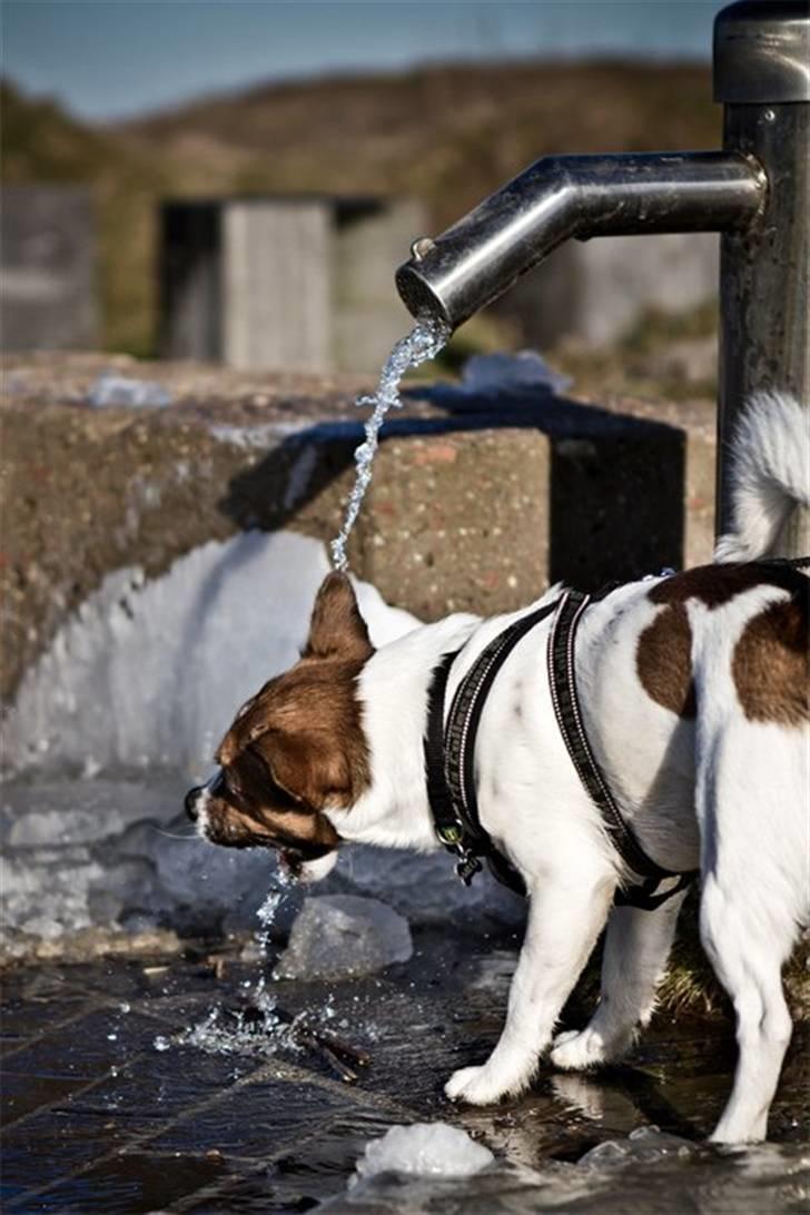 Jack russell terrier Milo billede 18