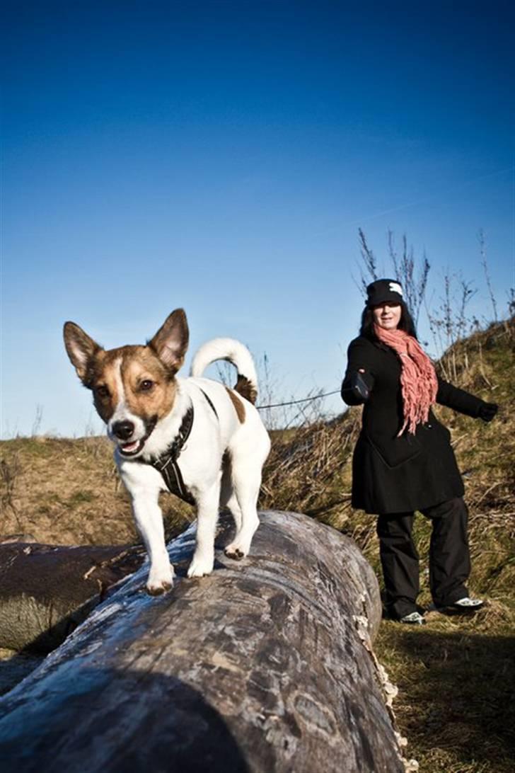 Jack russell terrier Milo billede 19