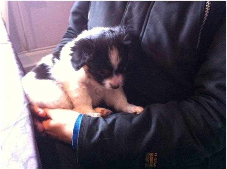 Papillon Springfield Cing Lobo - Lobo som hvalp ved 1 besøg én uge før købet  billede 2