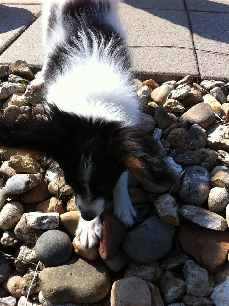 Papillon Springfield Cing Lobo billede 3