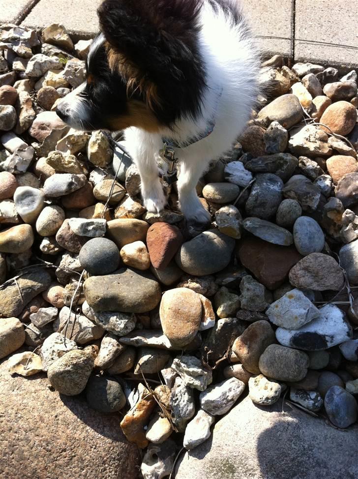 Papillon Springfield Cing Lobo billede 4