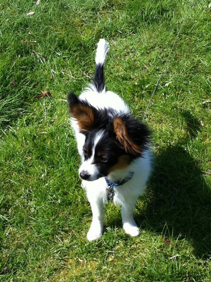 Papillon Springfield Cing Lobo billede 1