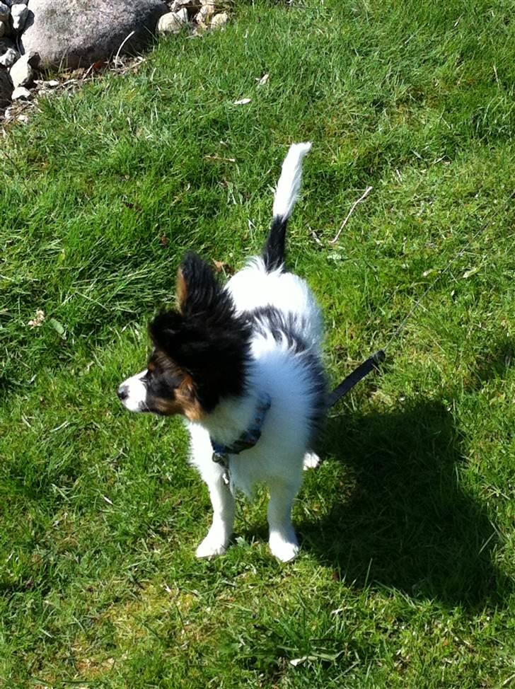 Papillon Springfield Cing Lobo billede 5