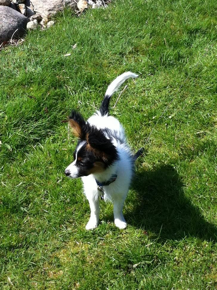 Papillon Springfield Cing Lobo billede 6