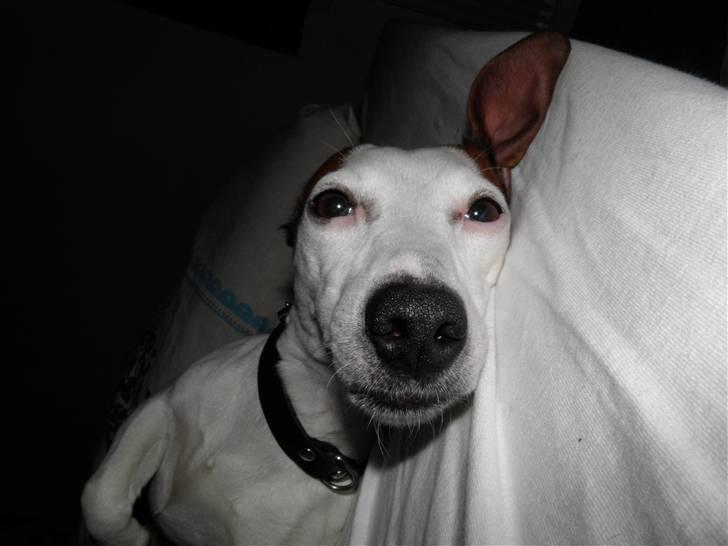 Jack russell terrier bella billede 14