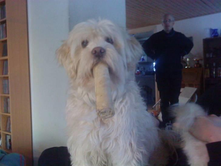 Løwchen Vaks billede 2