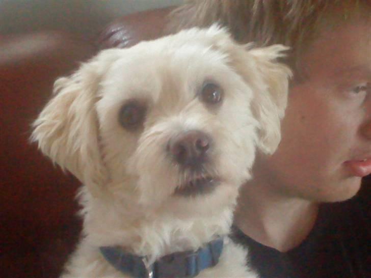 Løwchen Vaks billede 3