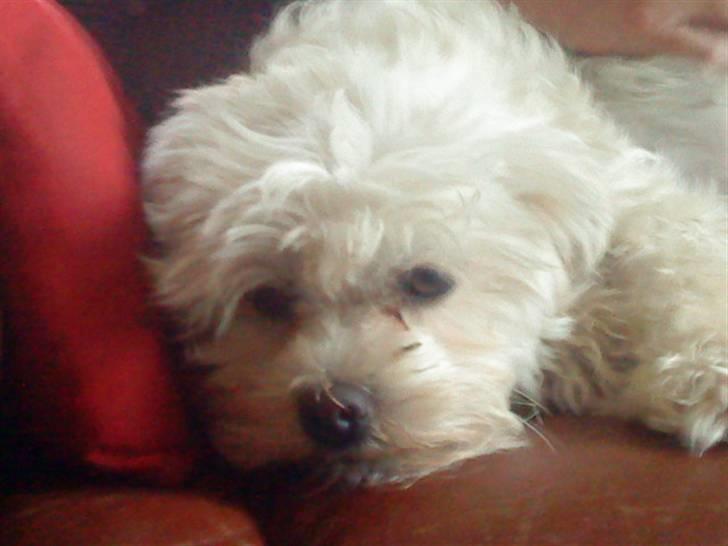 Løwchen Pjevs billede 2