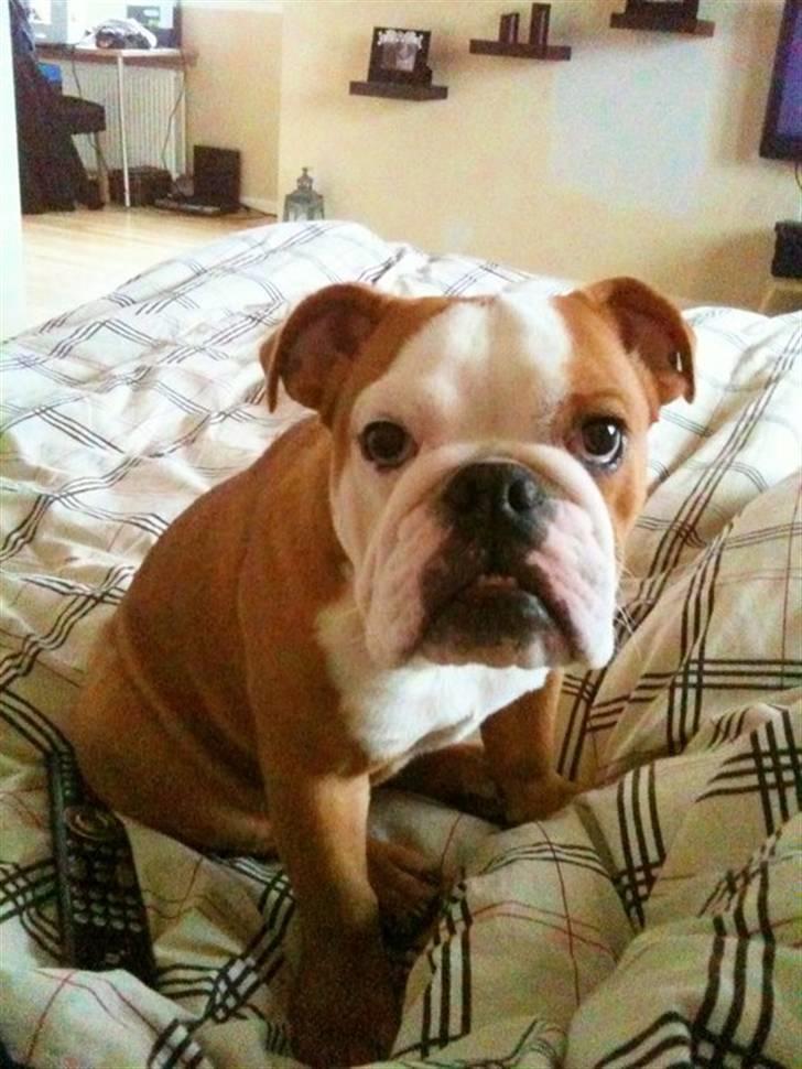 Engelsk bulldog R.I.P Emma billede 1