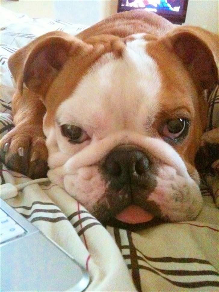 Engelsk bulldog R.I.P Emma billede 2