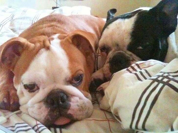 Engelsk bulldog R.I.P Emma billede 3