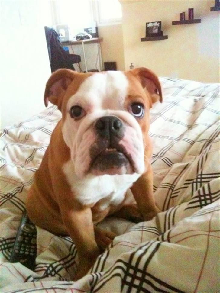 Engelsk bulldog R.I.P Emma billede 4