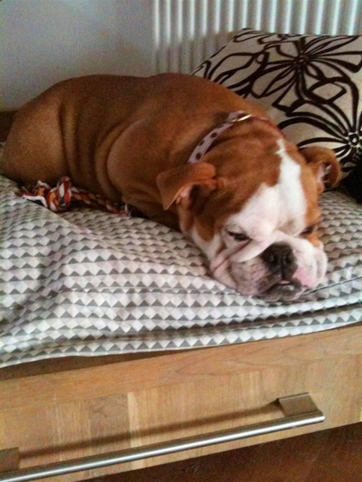 Engelsk bulldog R.I.P Emma billede 5