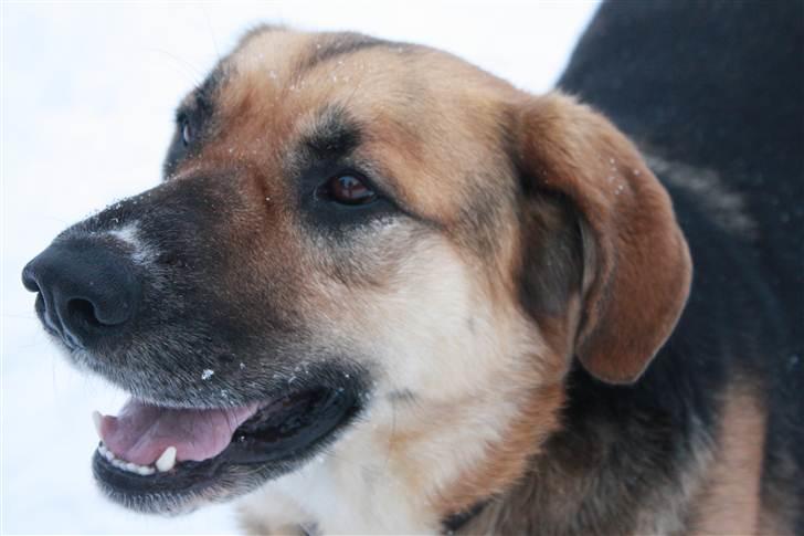 Blanding af racer <3Bamse hunden Odin <3  - Foto Celina Lindblad Andersen (min bedste veninde) billede 1