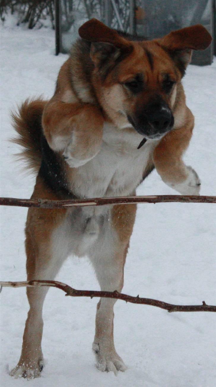 Blanding af racer <3Bamse hunden Odin <3  - Foto Celina Lindblad Andersen (min bedste veninde) Odin springer Tjek blaførene billede 2