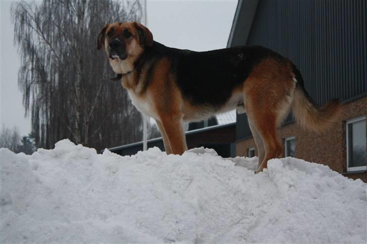 Blanding af racer <3Bamse hunden Odin <3  - Foto Celina Lindblad Andersen (min bedste veninde) billede 4