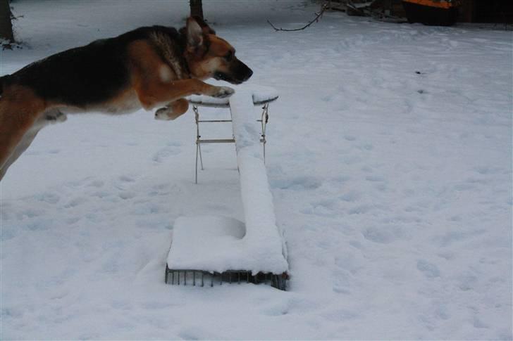 Blanding af racer <3Bamse hunden Odin <3  - Foto Celina Lindblad Andersen (min bedste veninde) Odin springer billede 7