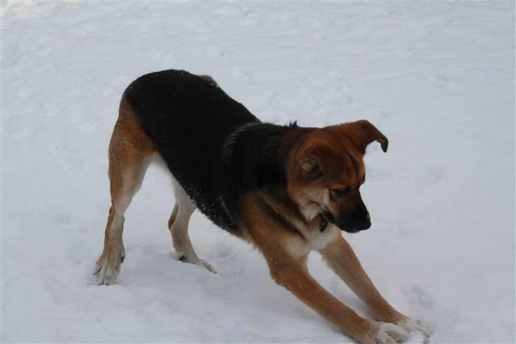 Blanding af racer <3Bamse hunden Odin <3  - Foto Celina Lindblad Andersen (min bedste veninde) Lege Lege Lege billede 8