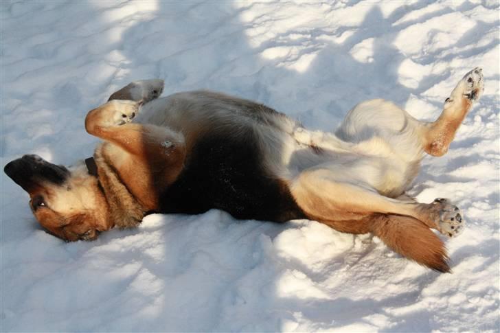 Blanding af racer <3Bamse hunden Odin <3  - Foto Celina Lindblad Andersen (min bedste veninde) Odin ruller rundt trick billede 9