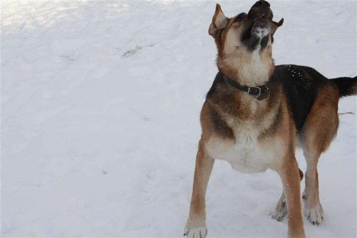 Blanding af racer <3Bamse hunden Odin <3  - Foto Celina Lindblad Andersen (min bedste veninde) billede 10