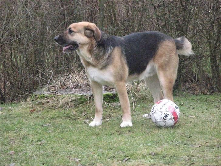 Blanding af racer <3Bamse hunden Odin <3  - foto mig odins yndlings bold billede 11